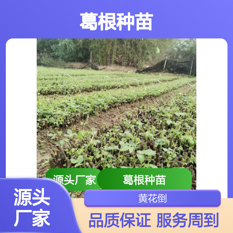 批发葛根种苗 山坡适种 葛根基地出品 园林优选