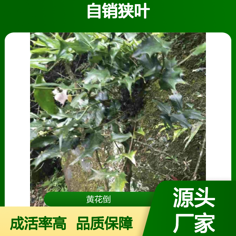 自产自销狭叶十大功劳种苗 多年生根系发达成活高规格齐全