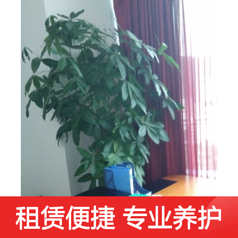 南韵竹风植物租赁 承接绿化 品类丰富 成活率高