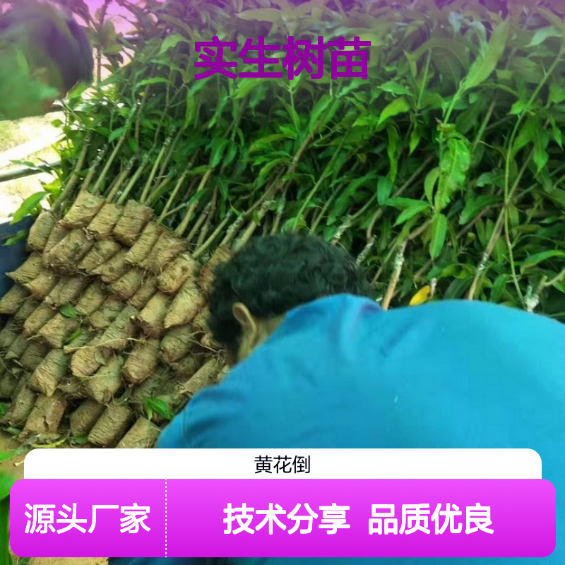 爱文芒果实生树苗 产地直供品质保证 抗病性强