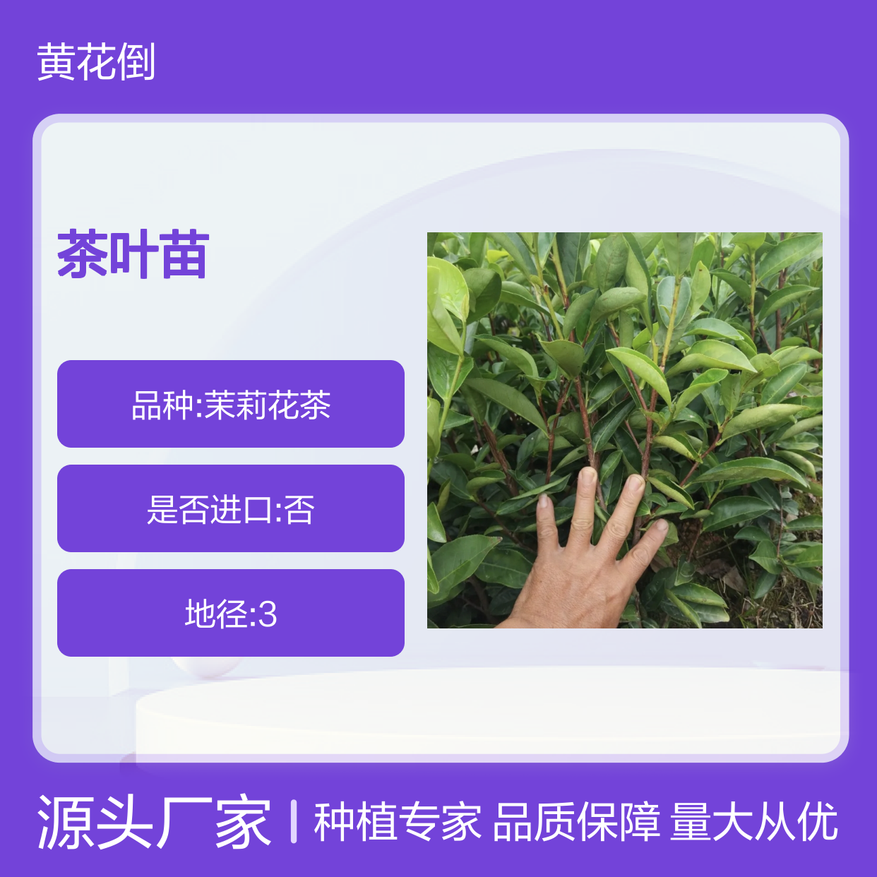 金冠茶百亩主产区 优质茶叶苗批发 种植专业 绿色健康