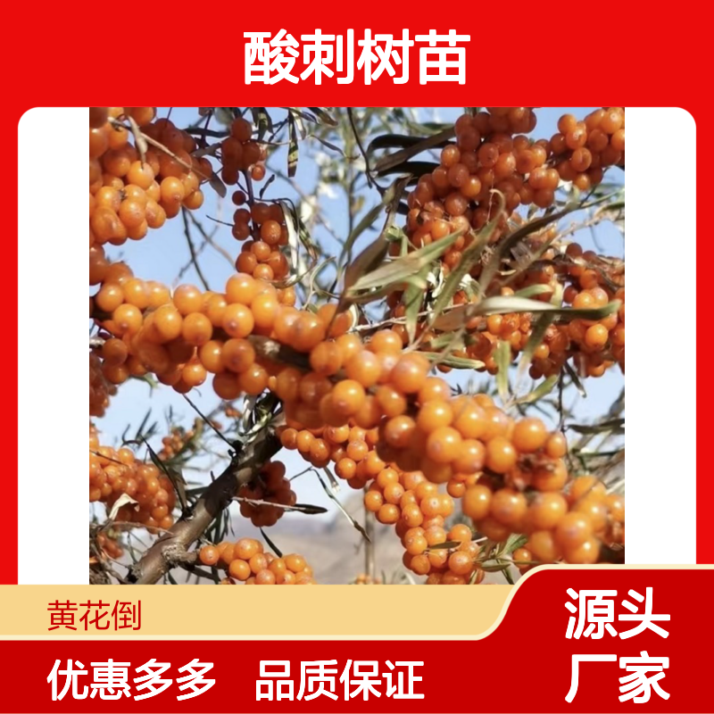 酸刺树苗 多年生根系发达 成活率高 规格齐全 果实美观