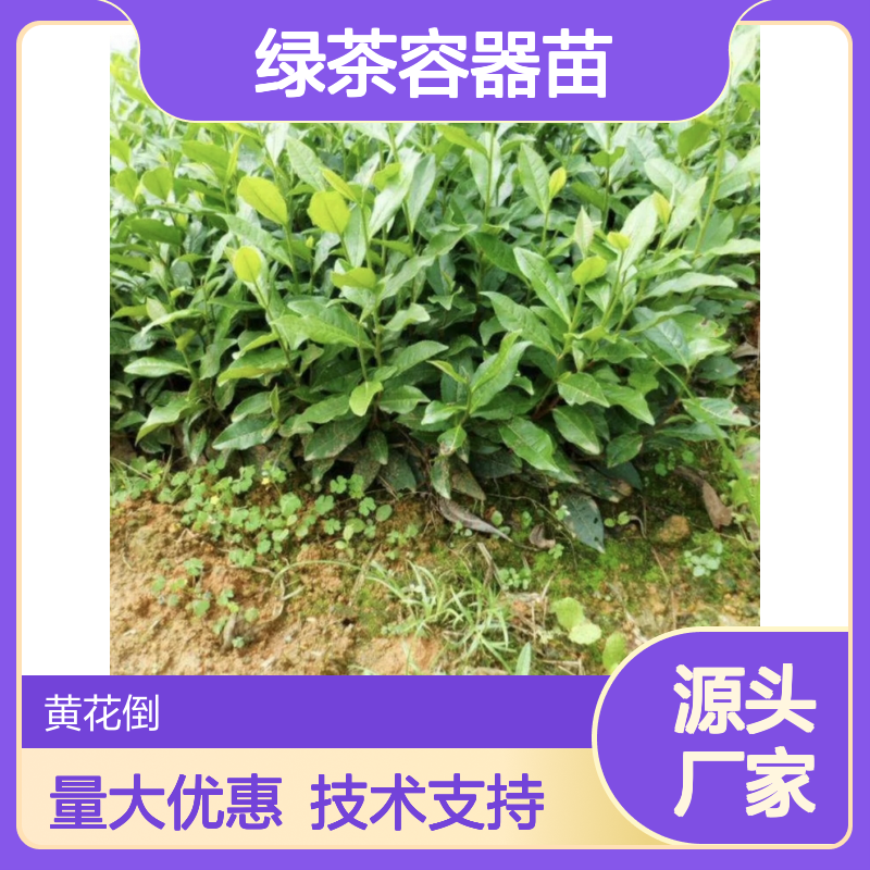 绿茶容器苗 基地直供免费技术指导 鲜叶优选 种植专业