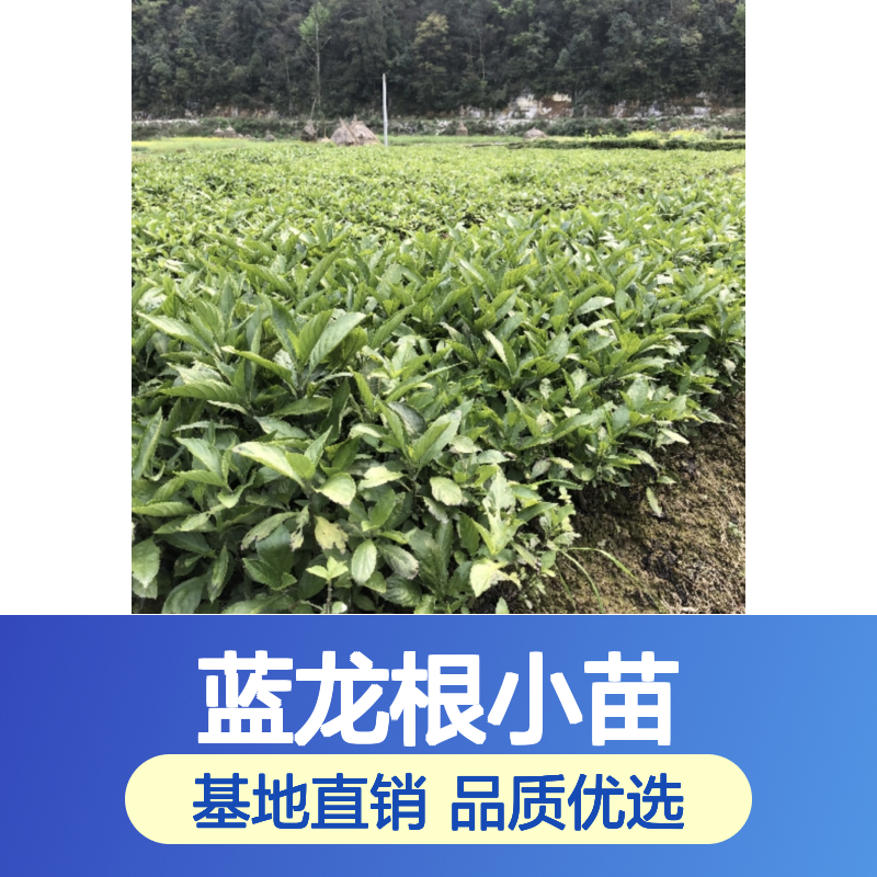 蓝龙根小苗 种植基地批发 优选品种 健壮无虫 培育精心