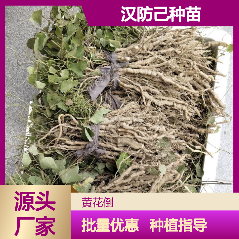 汉防己种苗 扦插繁殖易成活 生长旺盛 肉质主根