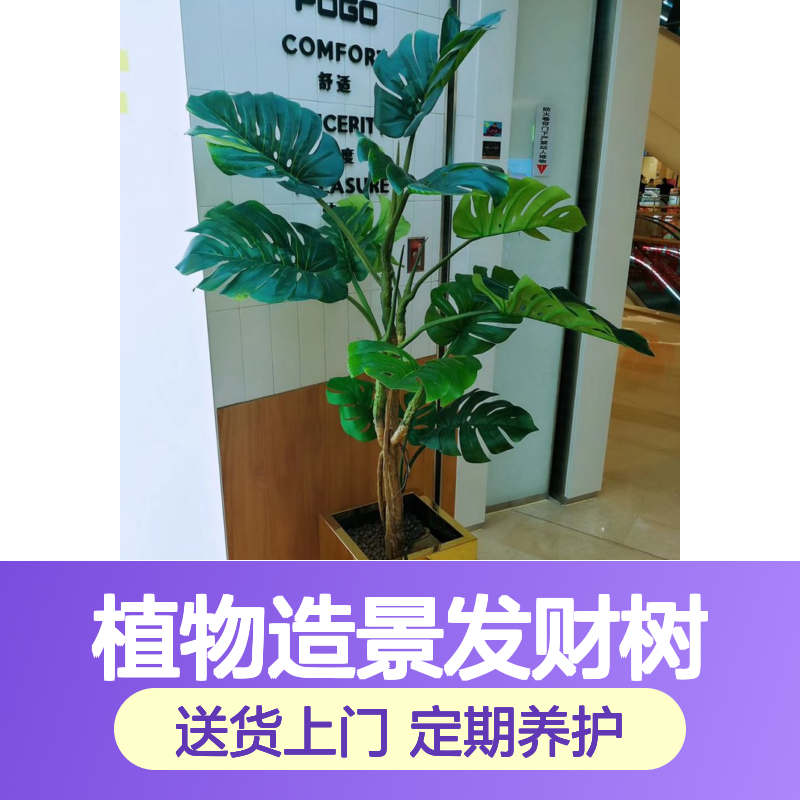 宝 安绿植租赁 室内外植物造景发财树金钱树办公室花卉租摆