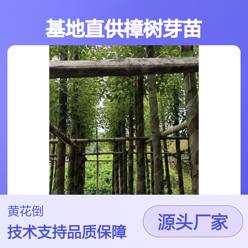 基地直供樟树芽苗 种植技术指导 抗倒力强 绿化优选