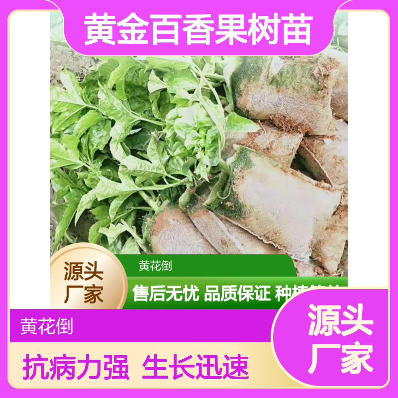 黄金百香果树苗 种植园直供 粗壮易活 高产抗病