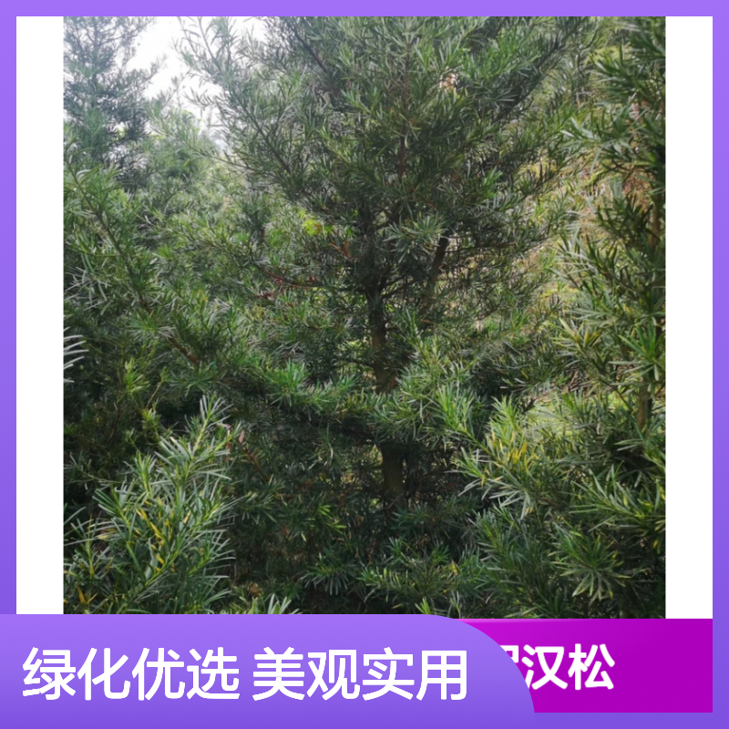 造 四季常青 美观大方 园林优选 基地直发 品质上乘