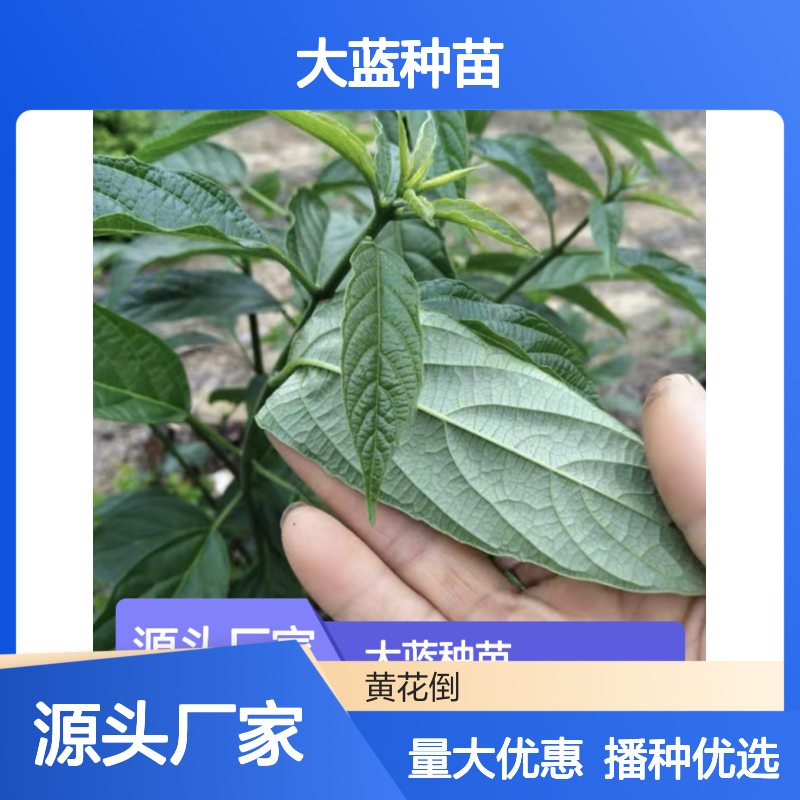 大蓝种苗 播种指导 园林优选 技术成熟 管理简便