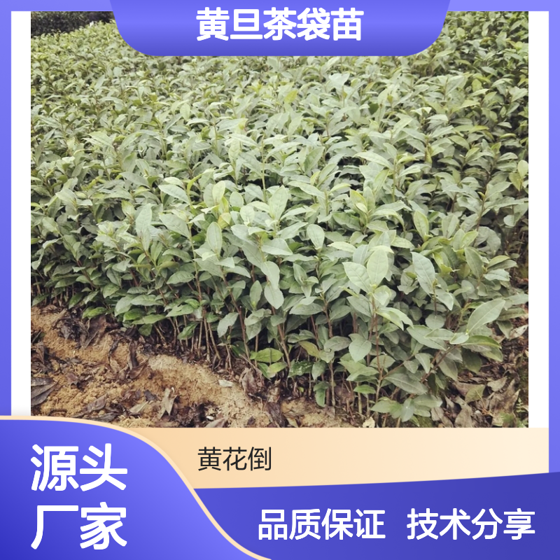 产地直供黄旦茶袋苗 苗圃产地直供品质保证种植技术分享