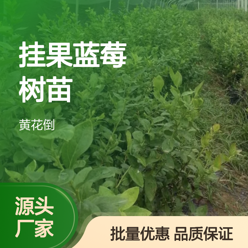挂果蓝莓树苗 基地直供 批量选购 适应性强 抗旱易活