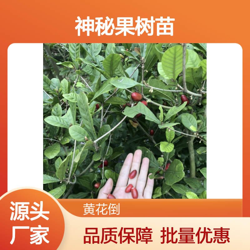 神秘果树苗 基地直供 批发优选 酸甜可口 观赏性高