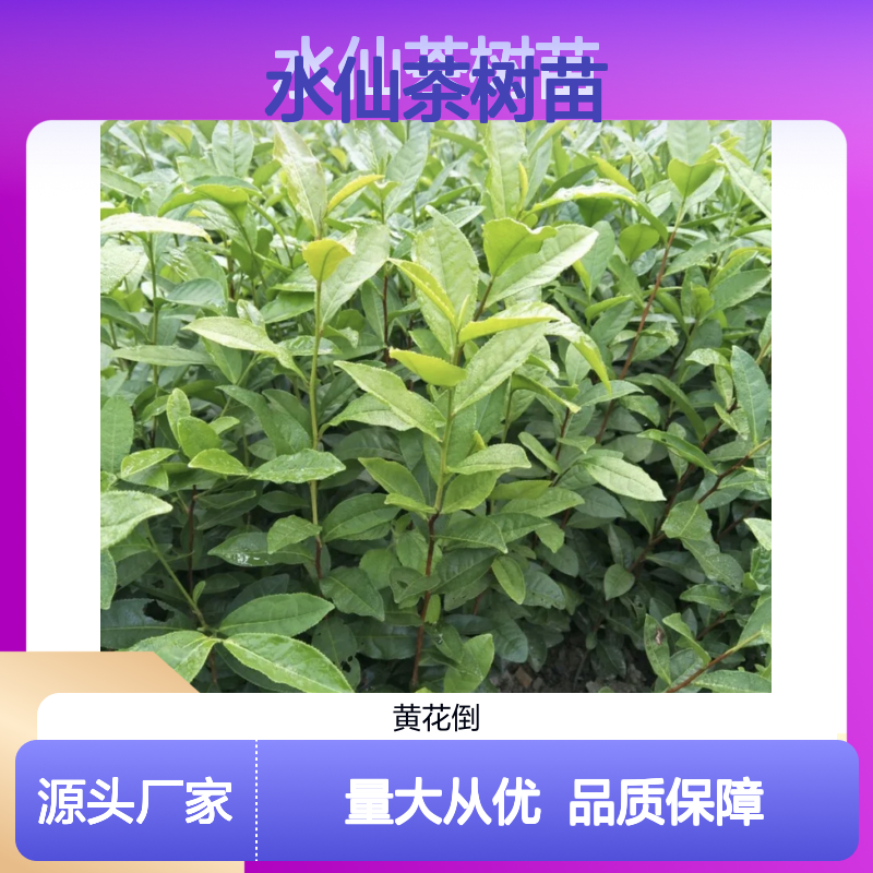 水仙茶树苗 大规模种植园直供 技术成熟 口感醇厚