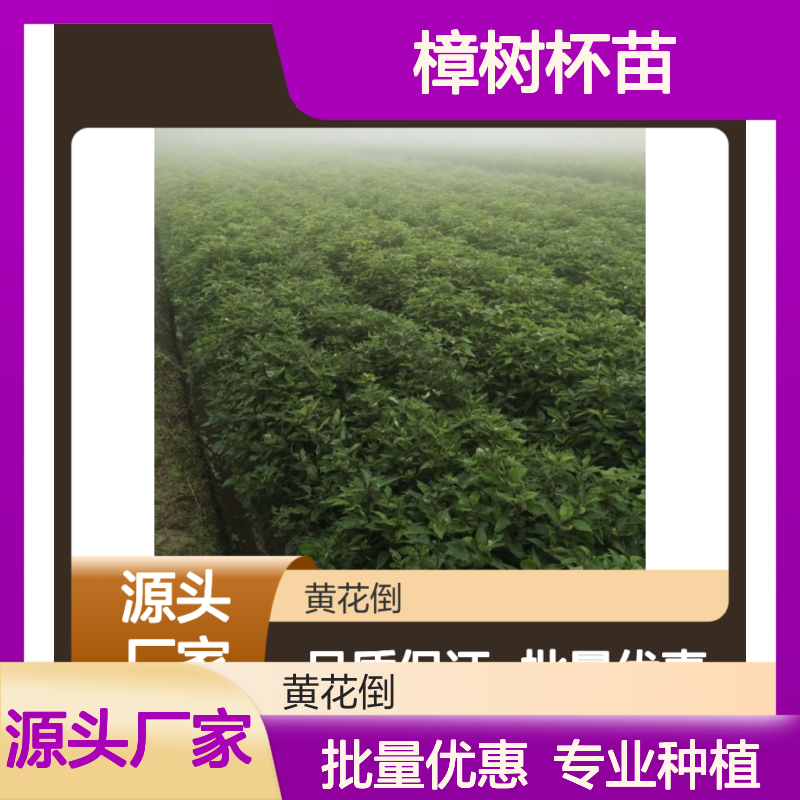 樟树杯苗黄花倒 品种纯正移栽易 生长健壮 适应性强