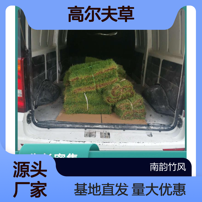 南韵竹风 高尔夫草 生命力强 绿化城市景观 河道护坡