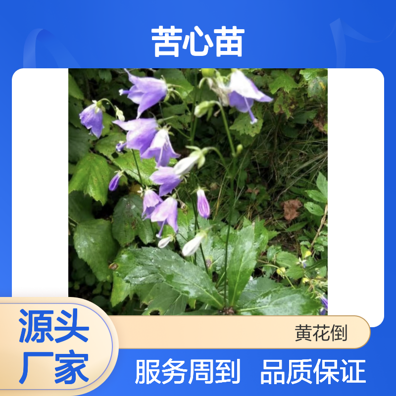 常年基地直供苦心苗 品质纯正包教技术 种植无忧