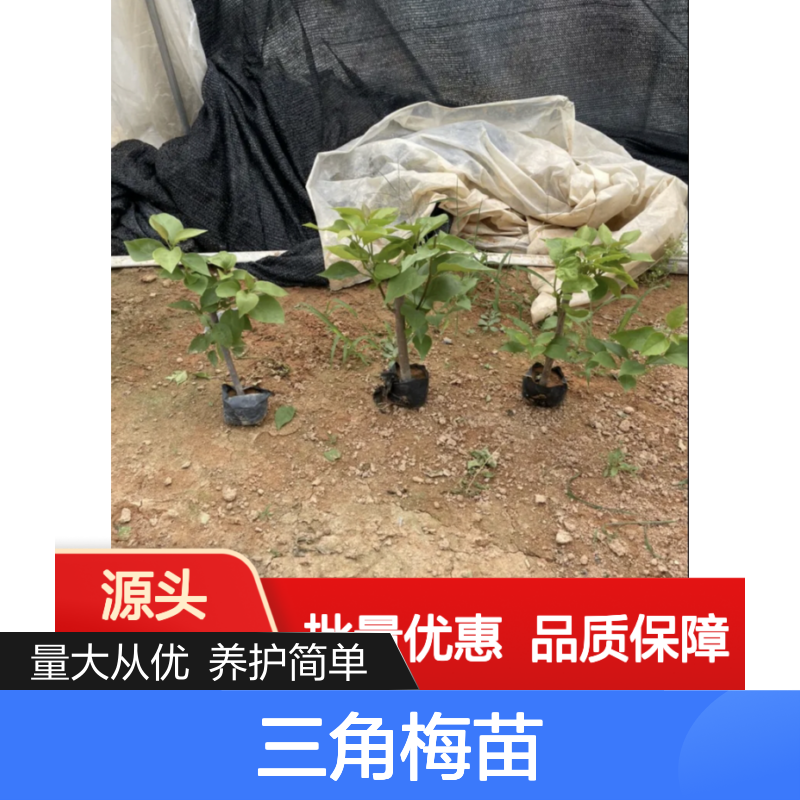 三角梅种植园 优质三角梅苗 盆栽地栽 易于养护
