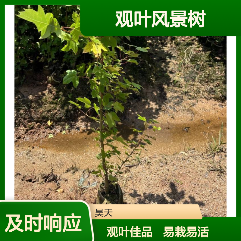 枫香苗木H90公分袋苗 观叶风景树 长江流域生长 杯口径12cm