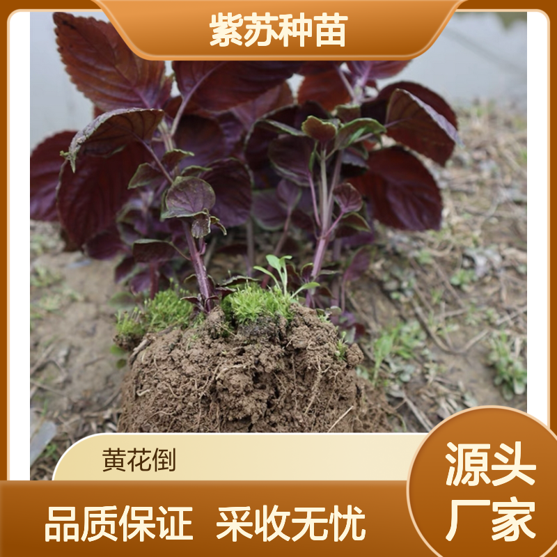 紫苏种植基地 直供优质紫苏种苗 高产高效 持续采收