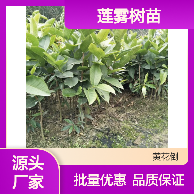 莲雾树苗 圈枝繁殖 春季种植 高产稳产 培育优良