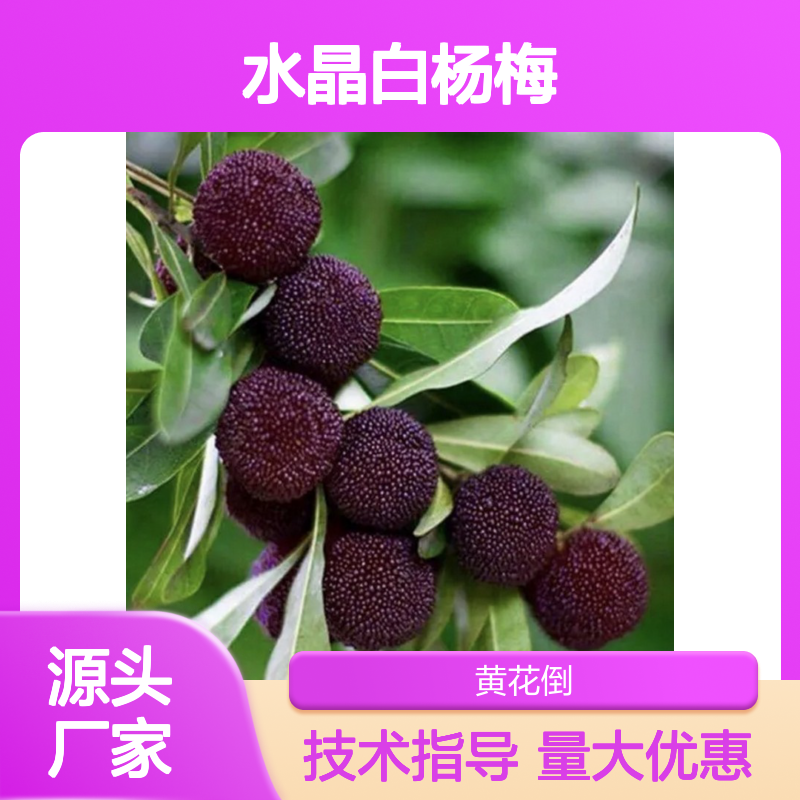 基地批发水晶白杨梅直生树苗 全程技术指导 十几年苗木培育经验