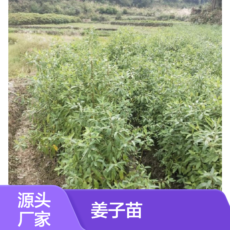 山姜子苗批发 优质园林植物 适应性强 用途广泛