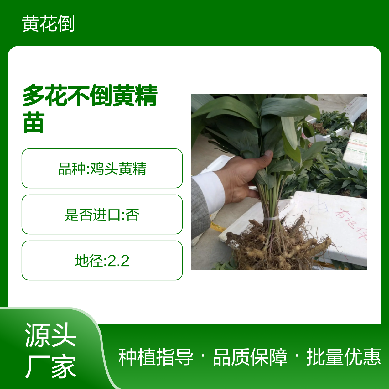 多花不倒黄精苗 基地直供 品质优良 生长旺盛 适应性强