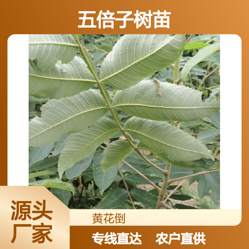 农户直供五倍子树苗 购买数量达到要求全国专线车直达送货