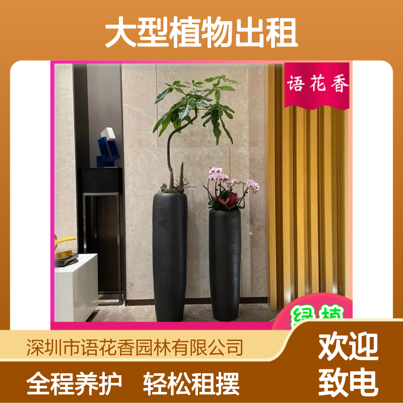 大型植物出租服务 万年青红掌等绿植盆栽组合 长期短期灵活租摆