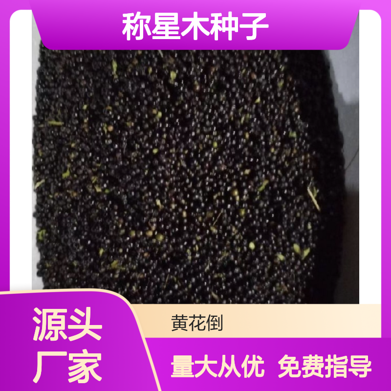自营基地称星木种子 提供技术指导 新鲜采收 品质优良
