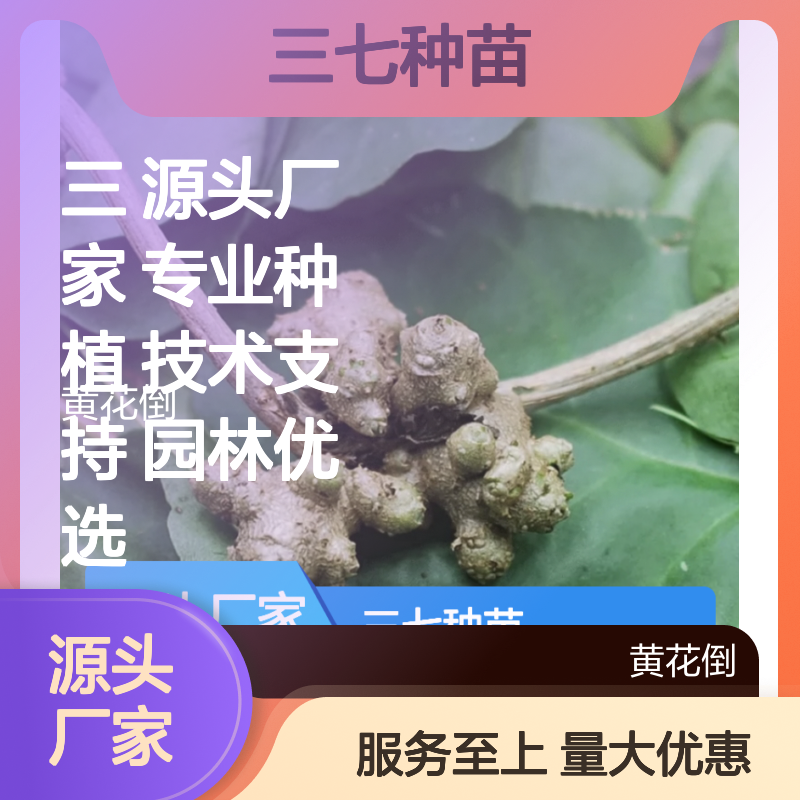 三七种苗活业 园林优选品种 批量优惠特供 技术支持