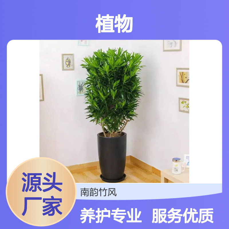 南韵竹风植物租摆服务 承接绿化工程 成活率高