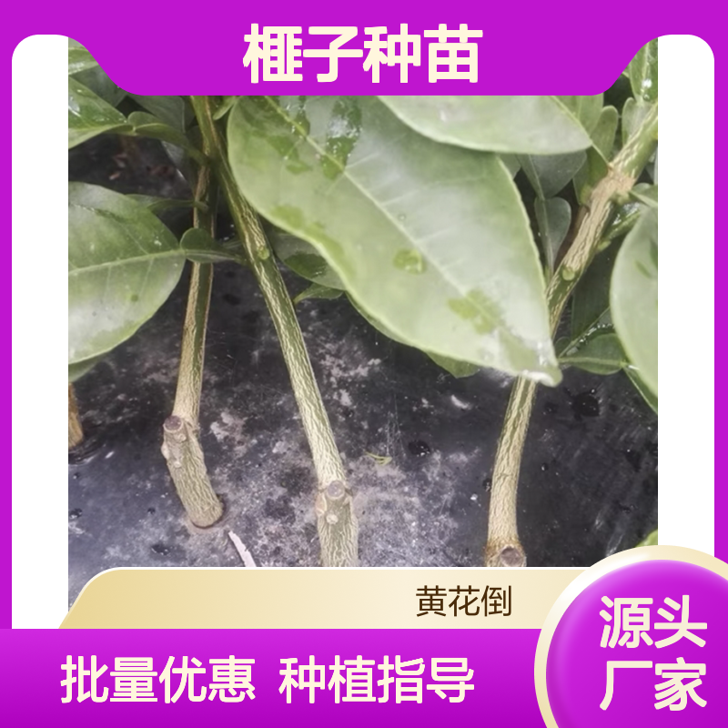 榧子种苗 批发基地直供 园林植物 品质优良 生长迅速