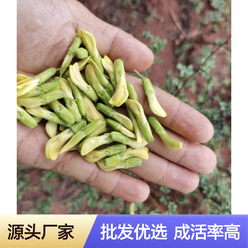 产地批发香茶镳子小苗 多年生根系发达 成活高规格齐全