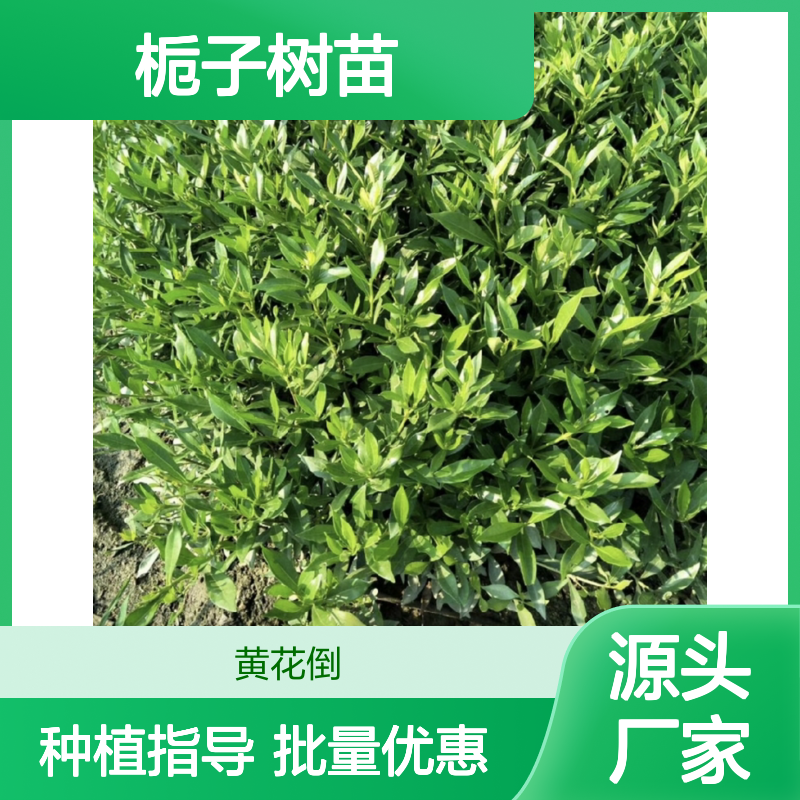 山栀子种植园 优质栀子树苗 批发供应 移栽易活