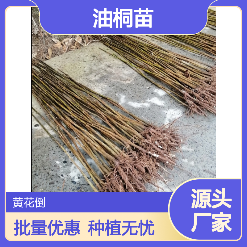 油桐种植区优质油桐苗 批量供应 科学培育 高成活率