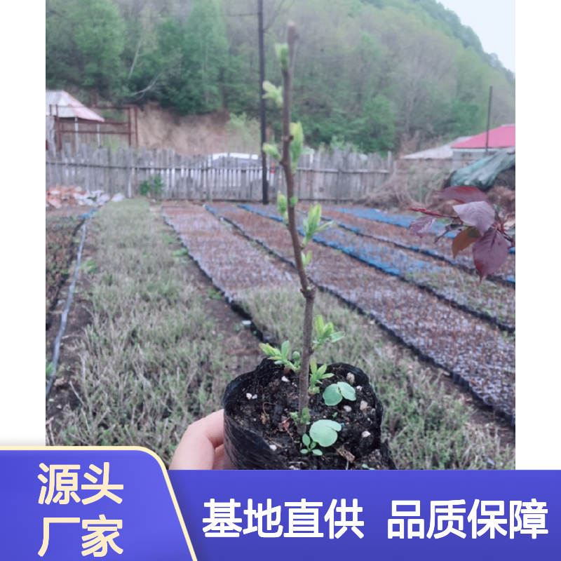 常年基地供应乌拉奈苗 基地直发包教种植管理技术品质纯正可票