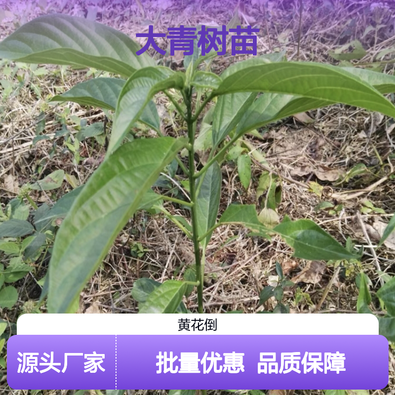 大青树苗生产主产区 园林种植优选 基地直供 易于移栽