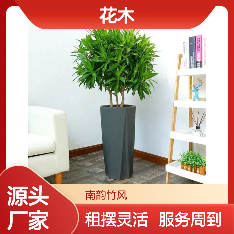 南韵竹风绿植租赁 成活率高服务优 品种多样 货源充足
