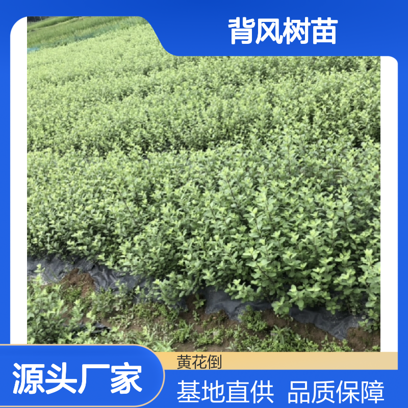 批发白背风树苗 园林植物优选 适应性强 管理简单