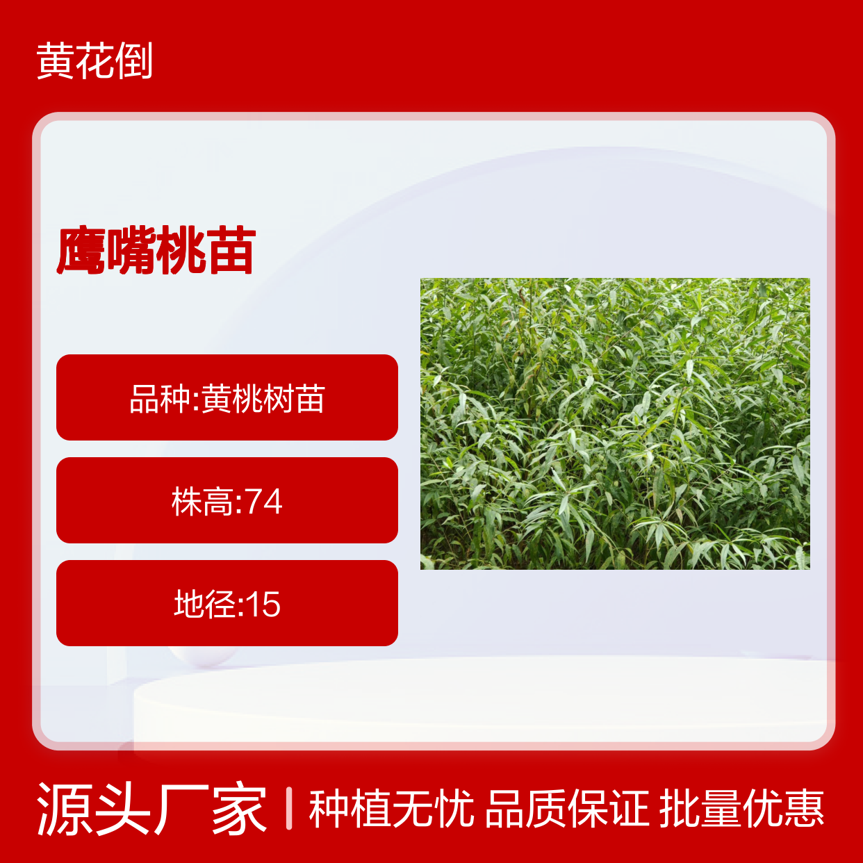 鹰嘴桃苗 桃树故乡 血桃品种 果肉金黄 味香质优