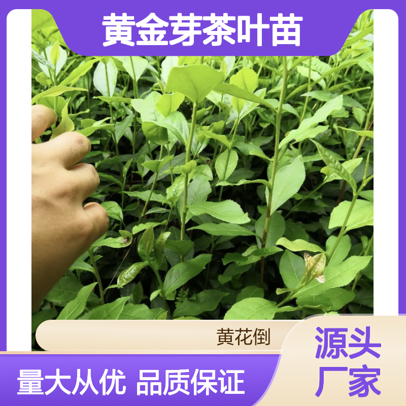 百亩种植基地 黄金芽茶叶苗 批发优选 绿化佳品
