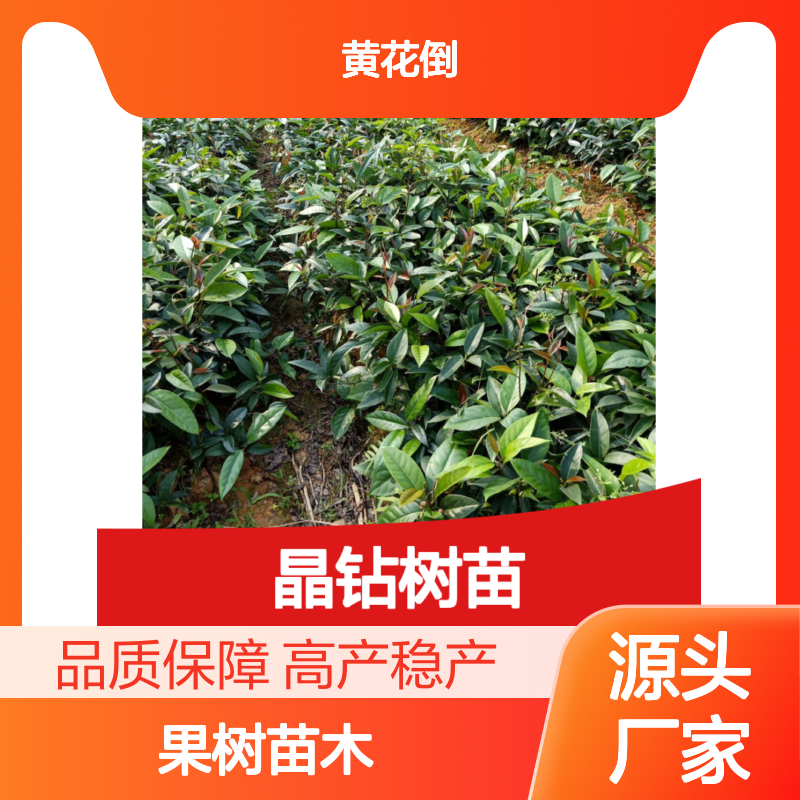 大晶钻树苗 优质果树苗木 产地直供 易于种植 适应性强