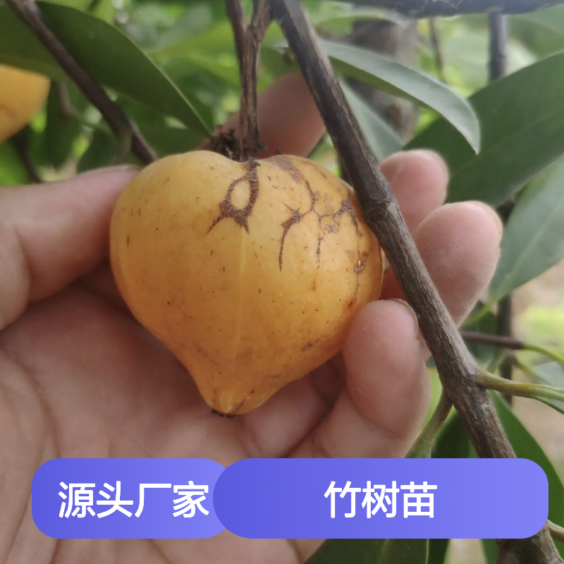 岭南山竹树苗 百亩主产区直供 品质优良 生长旺盛