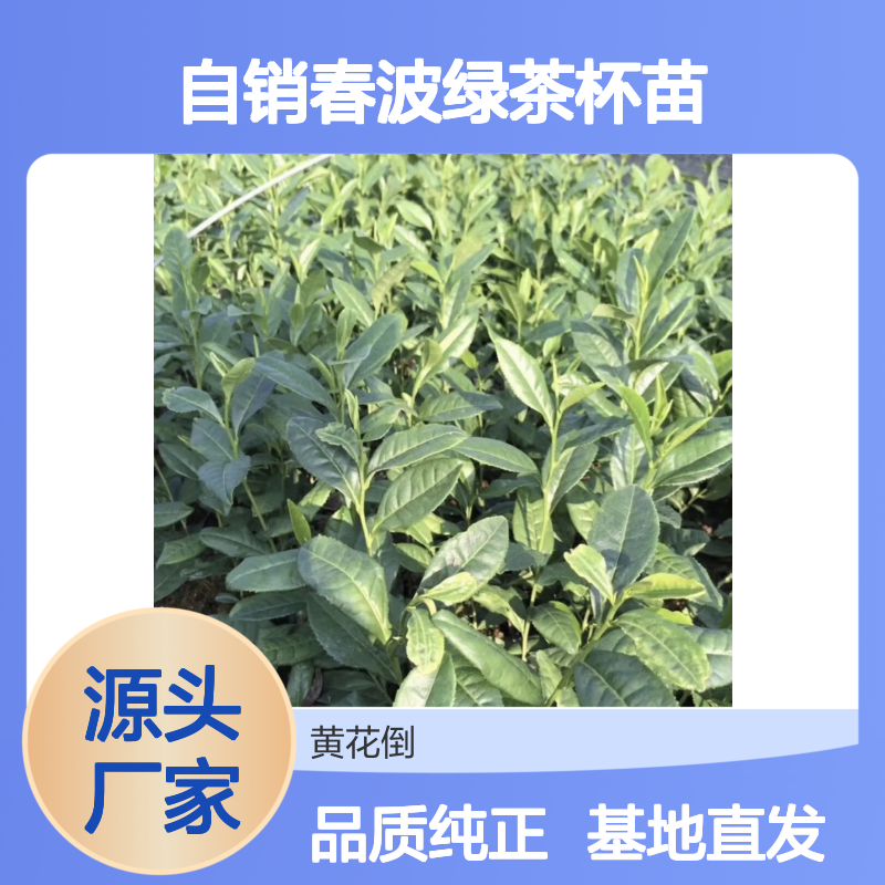 自产自销春波绿茶杯苗 基地直发包教种植管理技术品质纯正可票