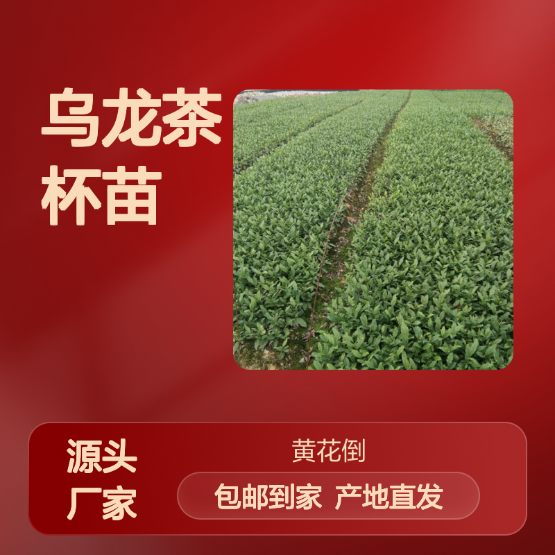 产地直发乌龙茶杯苗 送货上门包邮欢迎来电洽谈经验分享