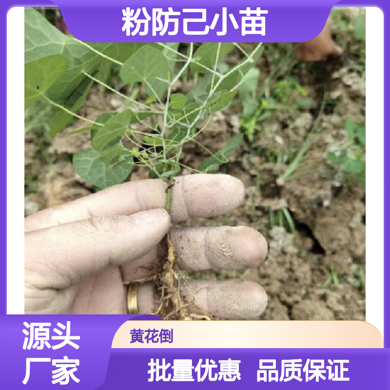 粉防己小苗 基地直供 园林种植 生长迅速 适应性强