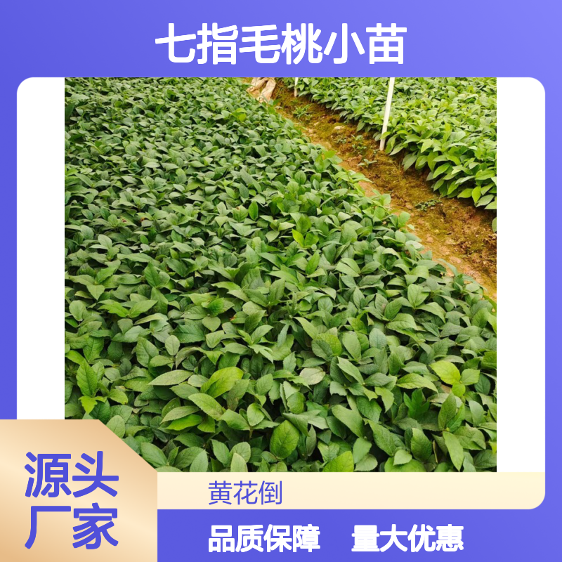 七指毛桃小苗 基地直供 批发零售 管理简便 通风透光