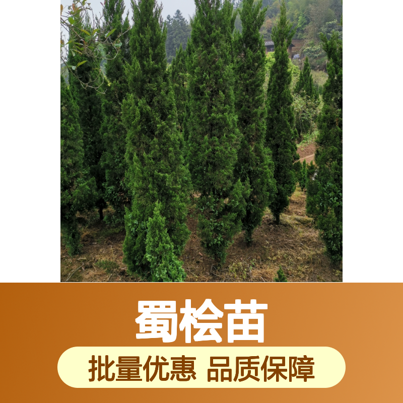 蜀桧苗批发 直立乔木塔柏树苗 观赏性强 耐寒耐旱